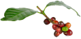 Harmony Roast